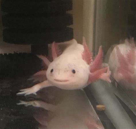 5 Weird but Normal Axolotl Behaviors - PetHelpful