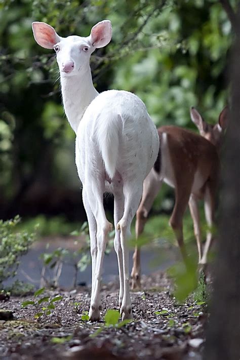 #Albino #Deer | Albino deer, Albino animals, Animals wild