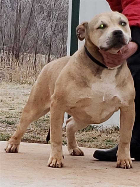 XL AMERICAN BULLY PUPPIES FOR SALE Archives - Mugleston Farms – The Next Generation