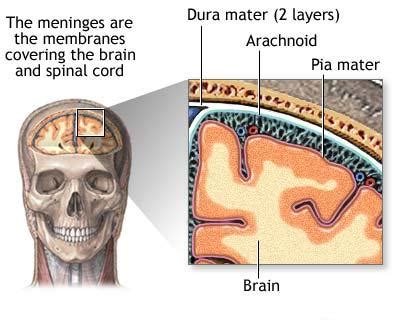 Meninges - Physiopedia