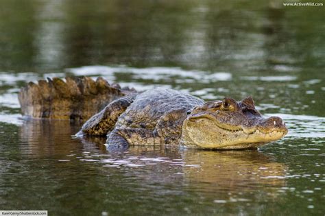 Spectacled Caiman Facts, Pictures & In-Depth Information