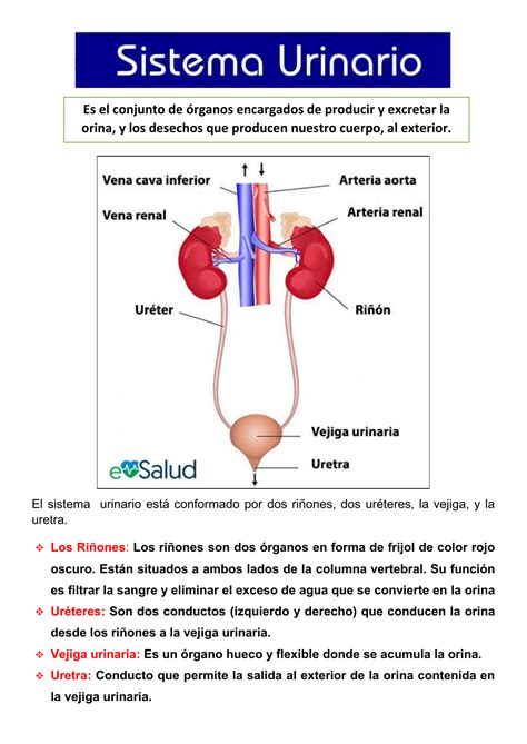 Partes Del Aparato Urinario