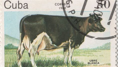 TIL of Fidel Castro’s dairy cow, Ubre Blanca, who was specially bred to ...