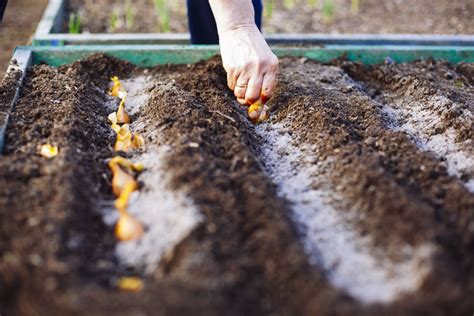 Planting Onions in The Fall » All The Top Tips