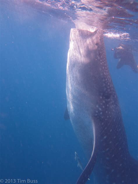 Whale shark | Sometimes a shark would hang vertically, sucki… | Flickr