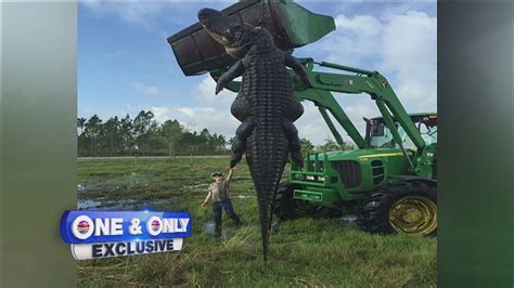 Nearly 14-foot alligator killed during hunt on Okeechobee farm