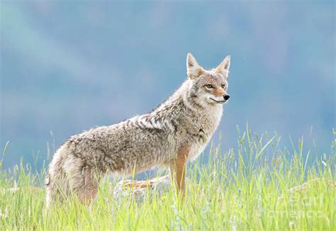 Coyote female 2017 Photograph by Shannon Carson - Fine Art America