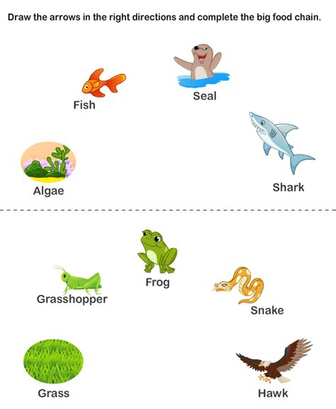 food chain pyramid #foodchain | Food chain worksheet, Food chain ...