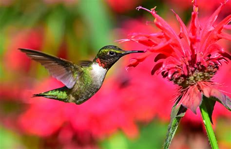 Vibrant Birds Grace the Skies of the Americas with a Mesmerizing Display – News0days