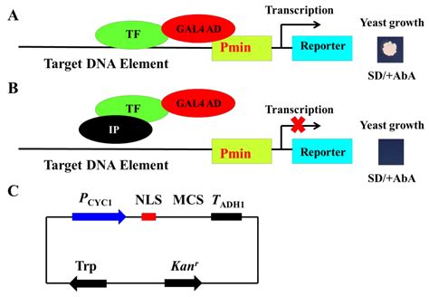 Genes | Free Full-Text | A Simple Method to Detect the Inhibition of Transcription Factor-DNA ...