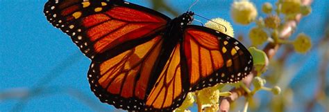 Goleta Monarch Butterfly Grove