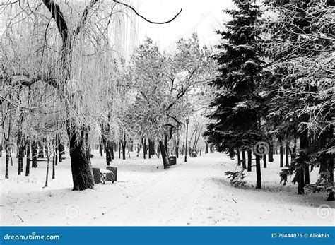 City park in winter stock image. Image of frost, branch - 79444075