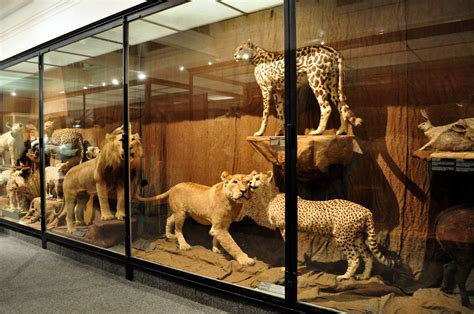 What Am I Doing?: South African Museum Cape Town: Taxidermy