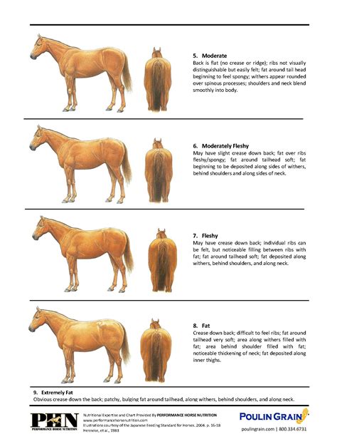 Henneke Body Condition Chart