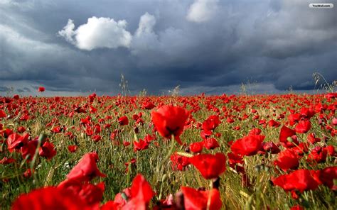 🔥 Free download pic new posts Wallpaper Poppies Design [1440x900] for your Desktop, Mobile ...