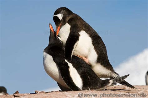 Mating Gentoo penguins at Port Lockroy, Antarctic Peninsula