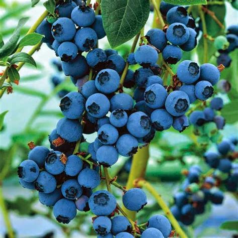 Trái Việt Quất - Blueberry ~ Bán Buôn Trái Cây