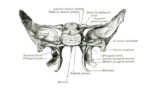 Sphenoid Bone Anatomy Borders Development Kenhub