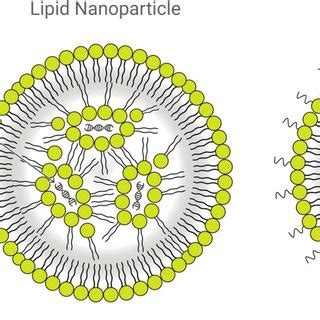 Sketch of a liposome and lipid nanoparticles. Freely available from ...