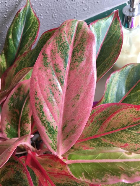 Chinese Evergreen Plant Pink Collection – Mig's Chinese