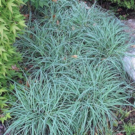 Carex flacca 'Blue Zinger' Sedge @ DMF Gardens