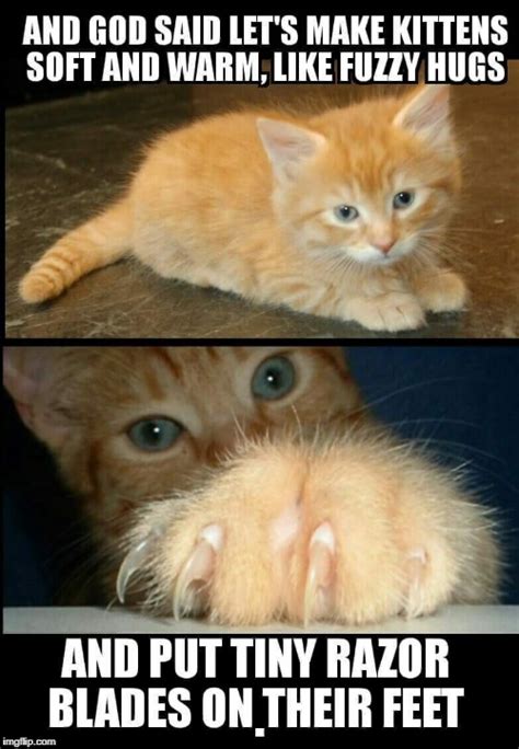 cuddly cute kitten - Imgflip