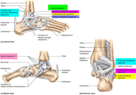 Ligaments - Thumb, Shoulder, Elbow, Hip, Knee and Ankle Ligaments