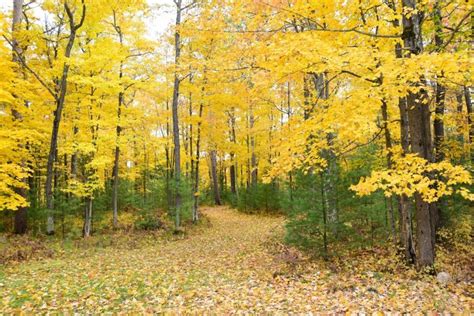 Photo gallery: Fabulous fall color in Oneida County - Oneida County, WI