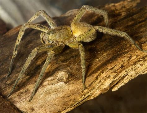 Brazilian Wandering Spider, World's Most Deadly Arachnids Found In Bananas From Sainsbury's ...