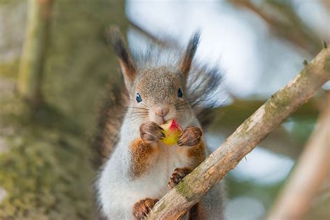 10 Animals That Live In Coniferous Forests - WorldAtlas