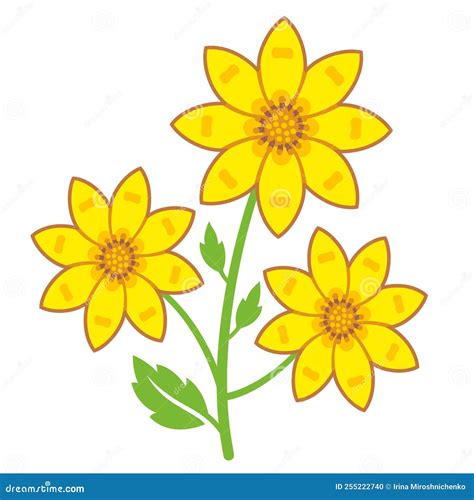 Adey Abeba Ethiopian Flower Stock Vector - Illustration of daisy, macroptera: 255222740