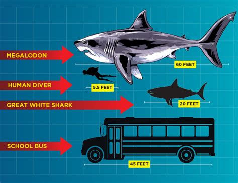 Great White Shark Size Comparison To Bus