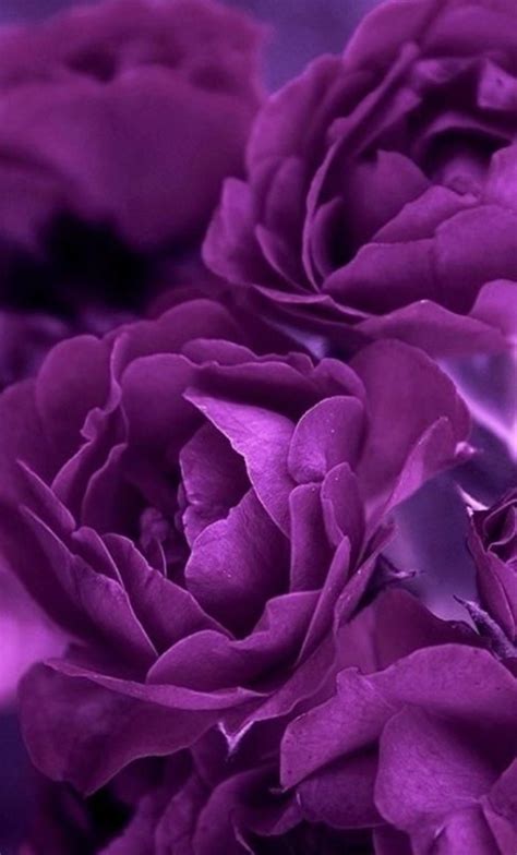 Dark Purple Flower Aesthetic References – Mdqahtani