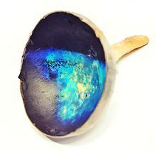 Tapetum lucidum - Wikipedia