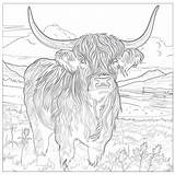 Highland Cow Coloring Sheet  Pages Mimi Panda sketch template
