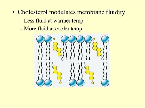 PPT - Chapter 8 Membrane Structure and Function PowerPoint Presentation - ID:971346