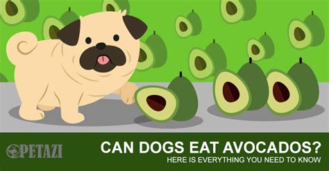 Can Dogs Eat Avocado? Are Avocados Bad For Dogs? A Definitive Guide