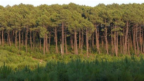 Bosque mixto: características, suelo, flora, fauna y clima | Renovables ...