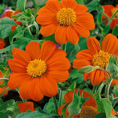 Mexican Sunflower Seeds - Tithonia Speciosa Goldfinger Flower Seed