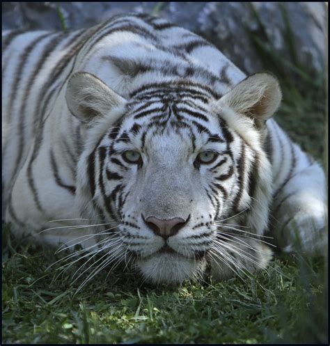 White Siberian Tiger | I met this 1 year-old female at the G… | Flickr