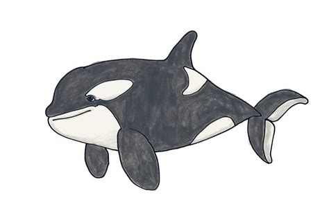 Orca Pencil Sketch Images | Free Photos, PNG Stickers, Wallpapers & Backgrounds - rawpixel