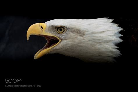 Screaming Eagle by CarlMonopoli | Kevin Seawright's WordPress Blog