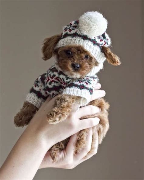 35 Cute Pictures Of Pets Wearing Clothes