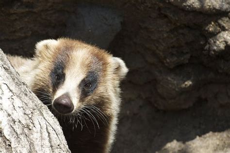 Japanese badger - Alchetron, The Free Social Encyclopedia