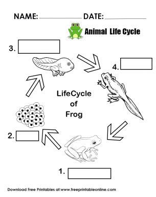 Life Cycle Of a Frog Primary Worksheets - Free Printable Online