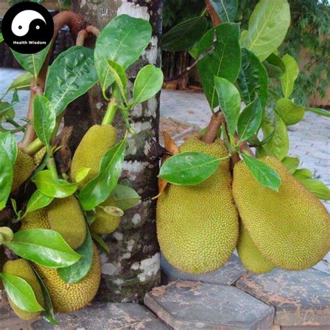 Pohon Mangga Bonsai : Cara Agar Pohon Mangga Berbuah Dengan Cepat | Keyriskey