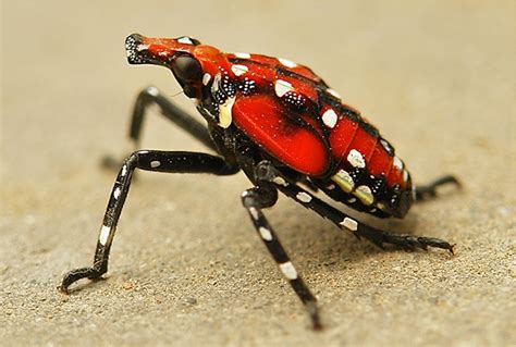 Spotted Lanternfly - Berks County Conservation District