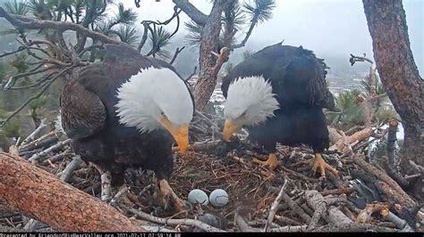 Jackie and Shadow, Big Bear's bald eagles, welcome 5th egg after losing ...