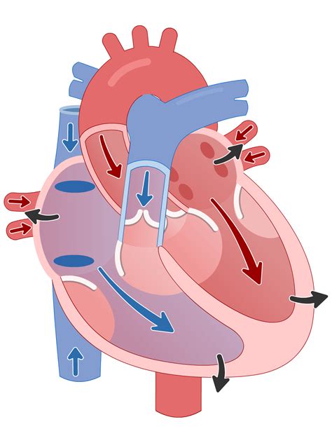 Cardiac Cycle (Lesson) – Human Bio Media