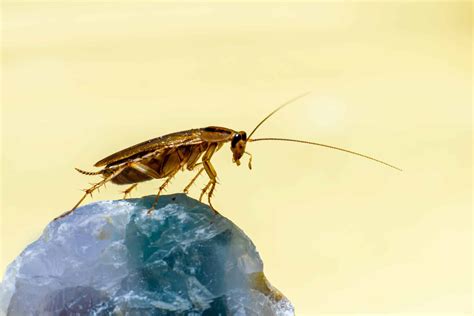 Everything You Should Know About Flying Cockroaches - Insectek Pest Solutions